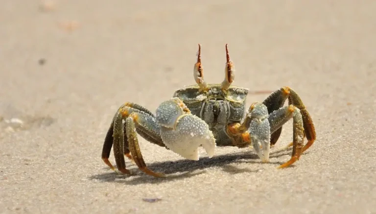 Why Do Crabs Walk Sideways