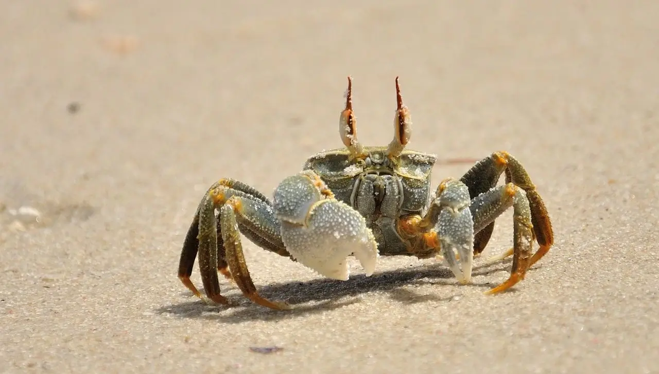 Why Do Crabs Walk Sideways