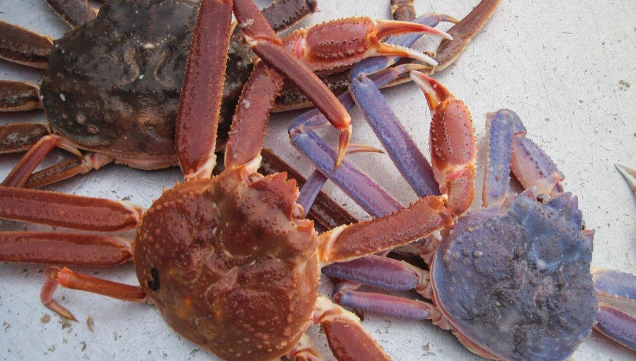 Bairdi vs Opilio Crab